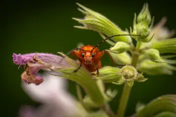 Common Red Soldier Beetle