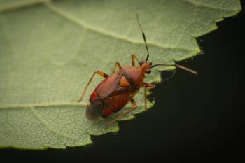 red-spotted plant bug