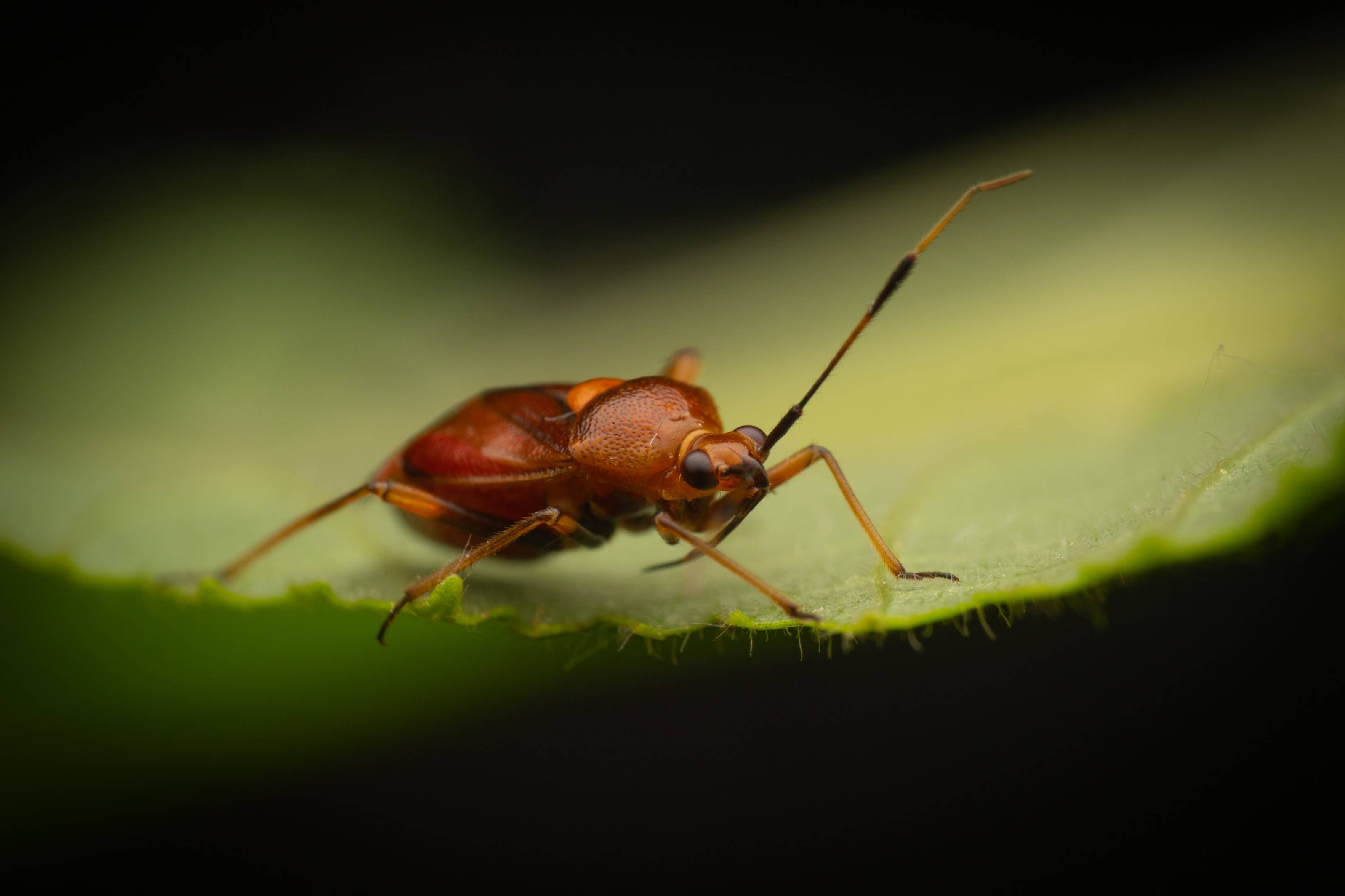 red-spotted plant bug