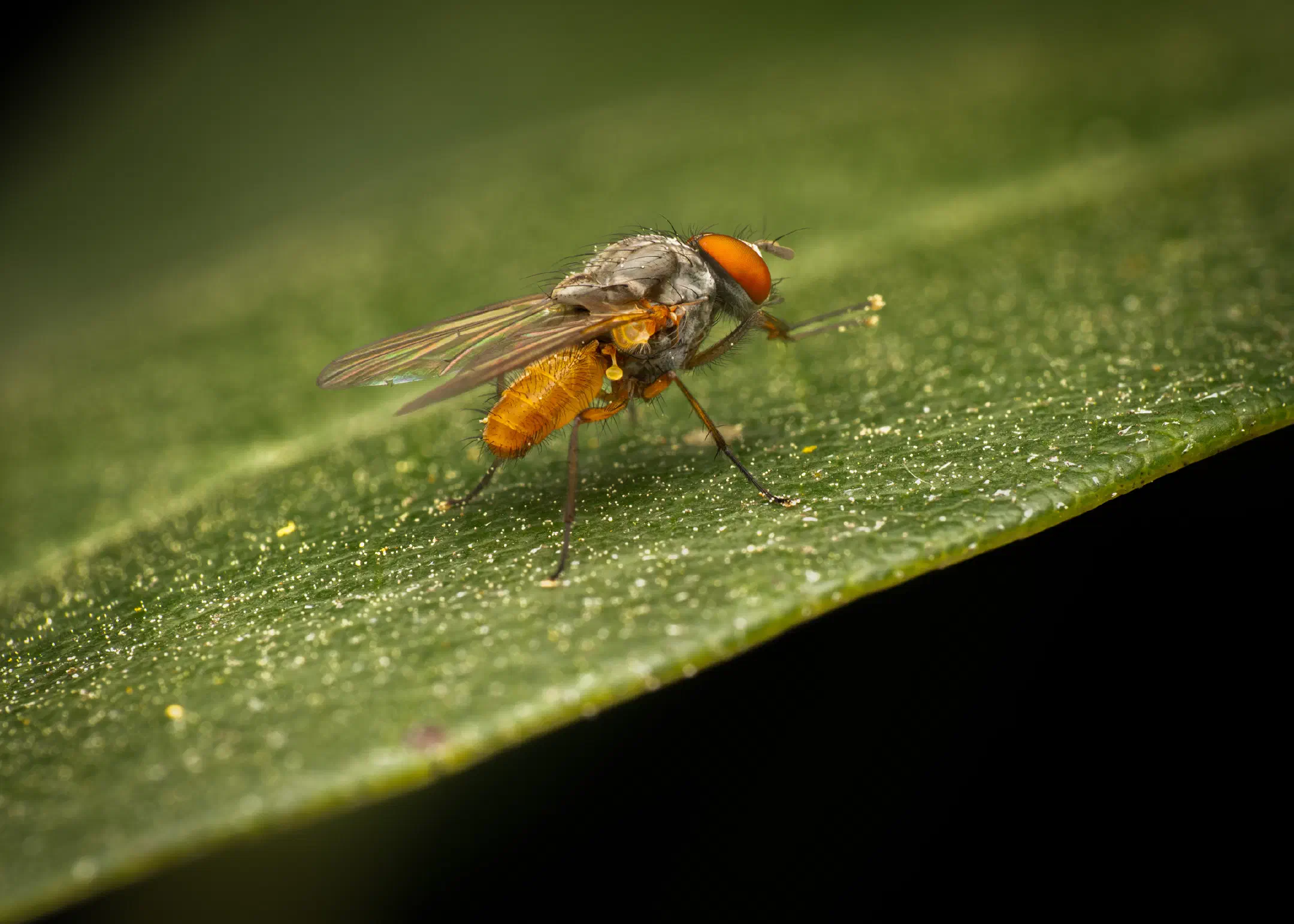 Pegomya flavifrons