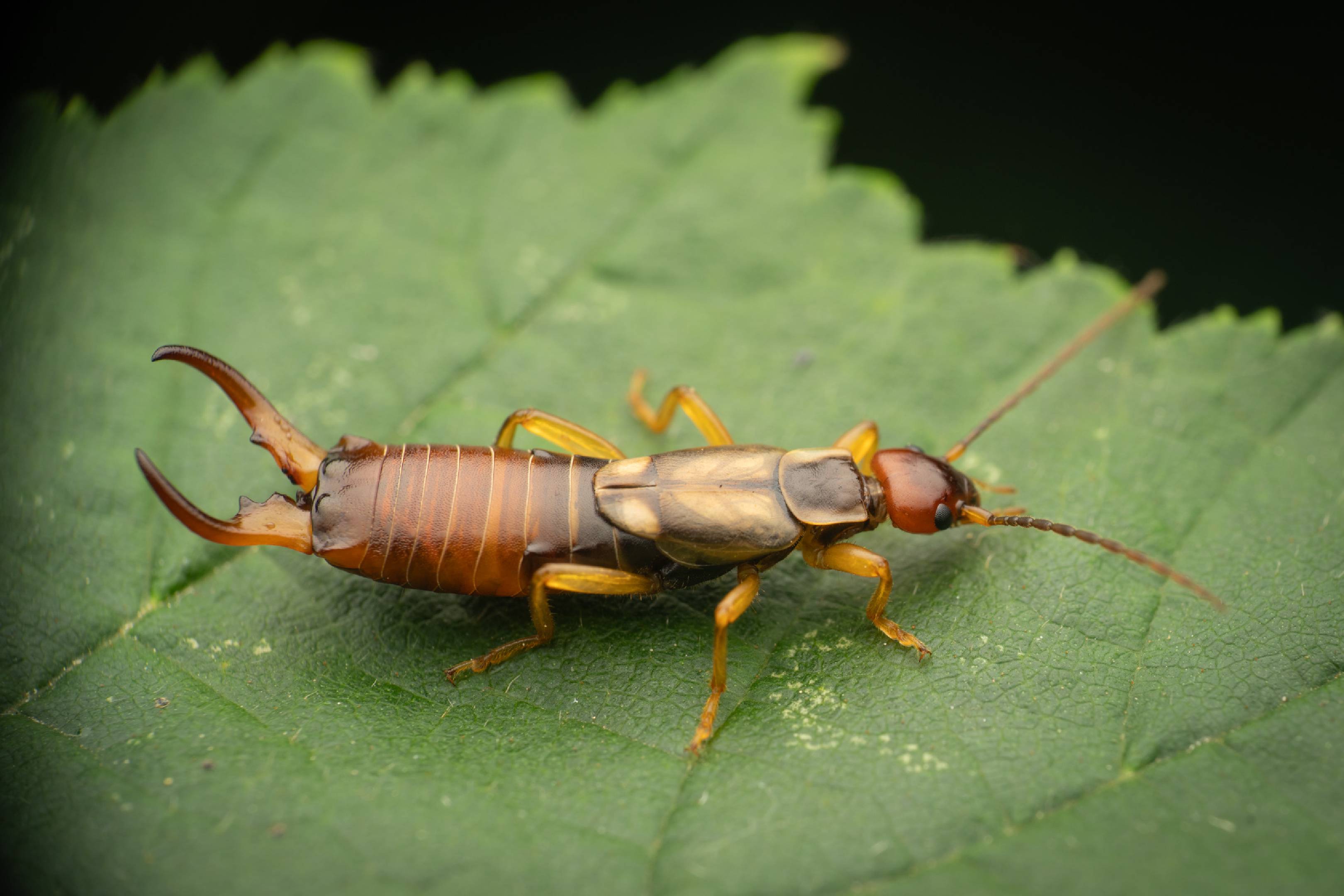 European Earwig