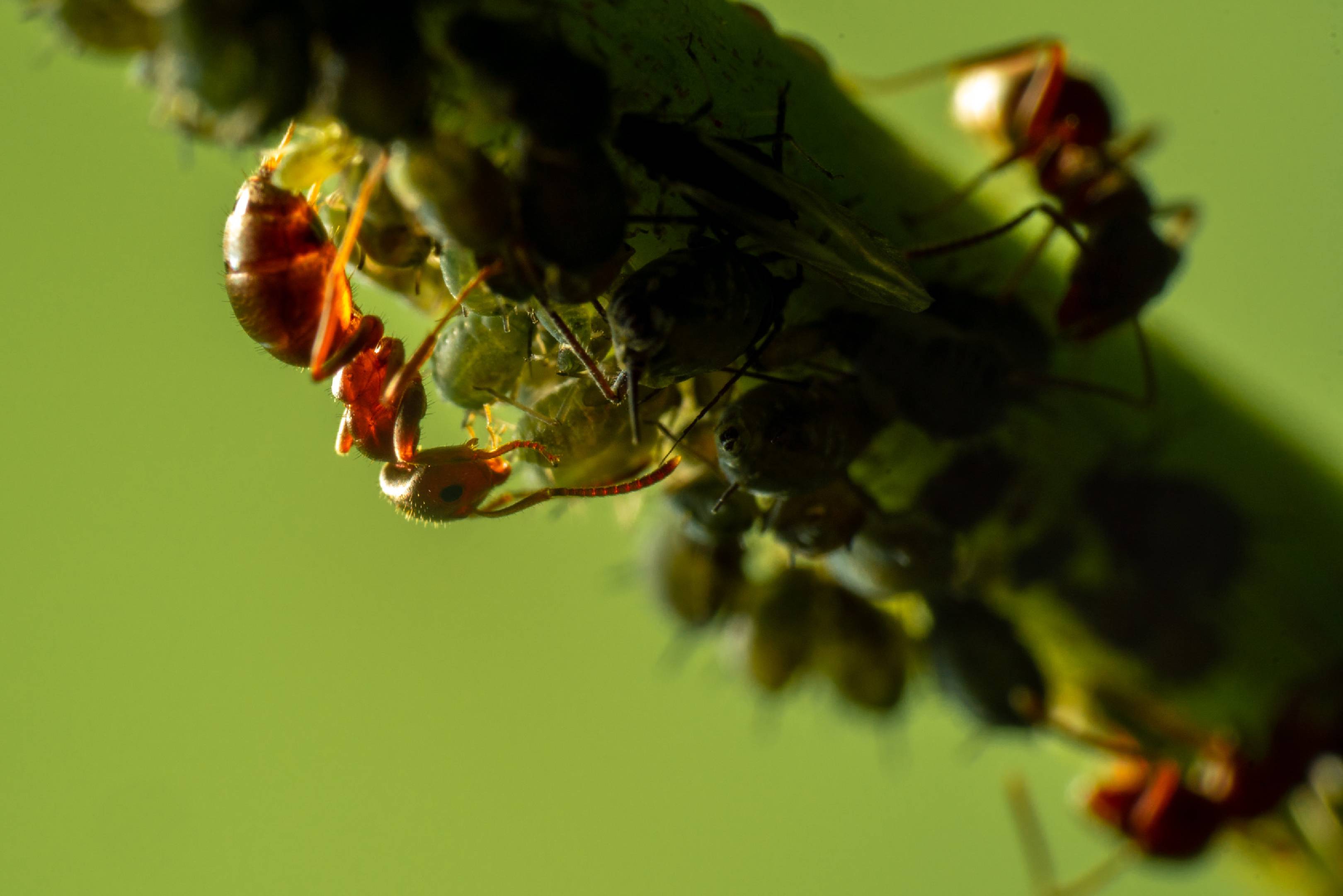 Brown Tree Ant | Brown Tree Ant