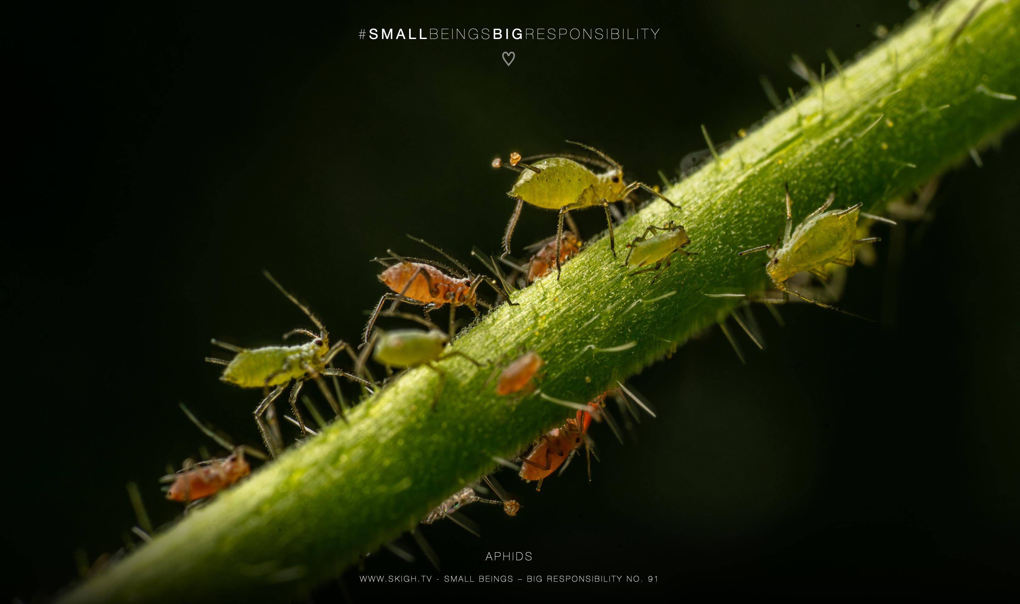 Aphids