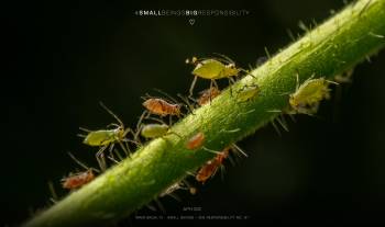 Aphids