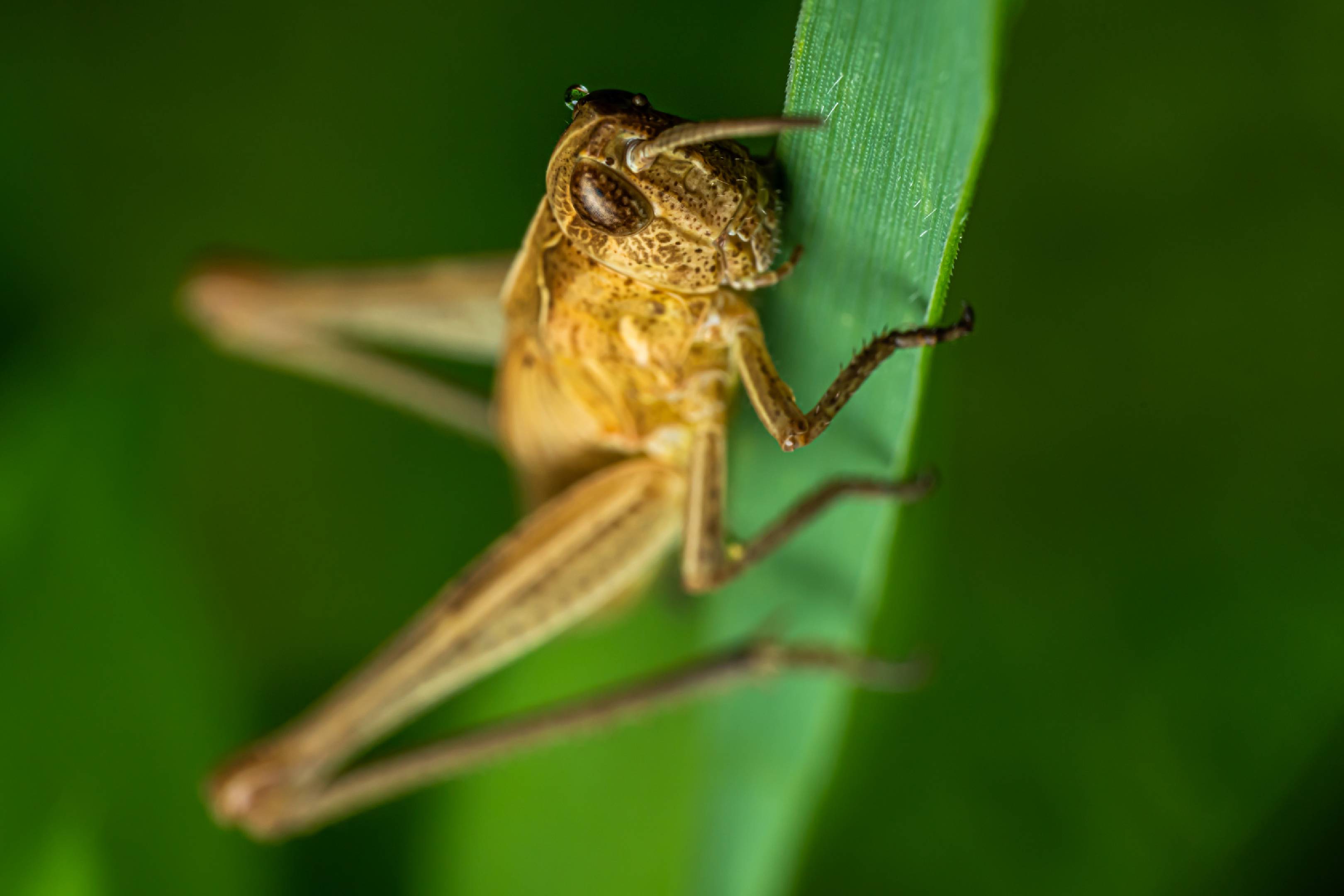 Locomotive Grasshopper | Locomotive Grasshopper