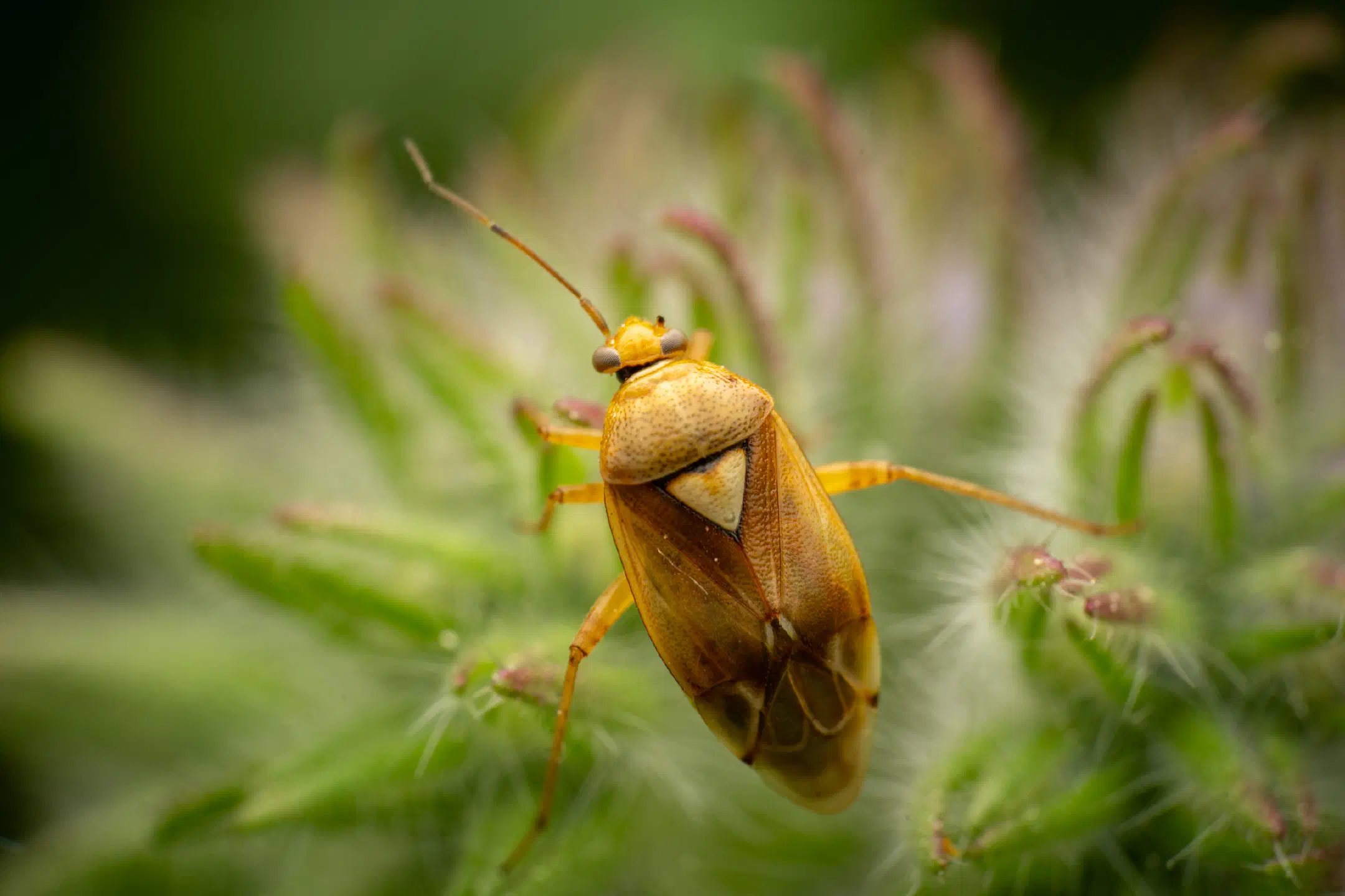 Lygus pratensis