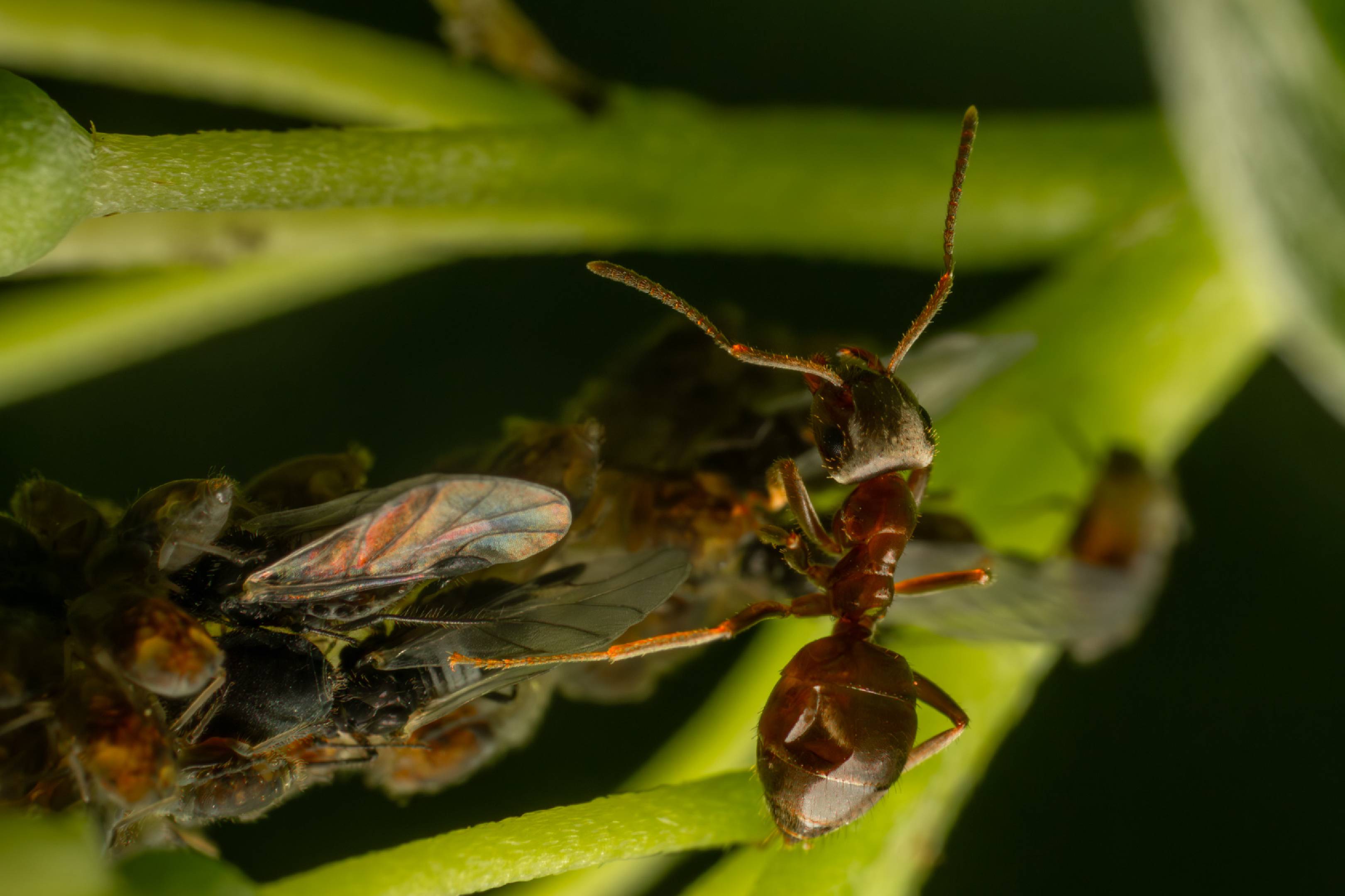 Brown Tree Ant | Brown Tree Ant