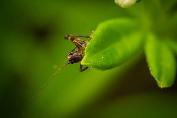 Dark Bush-cricket