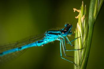 Southern Damselfly