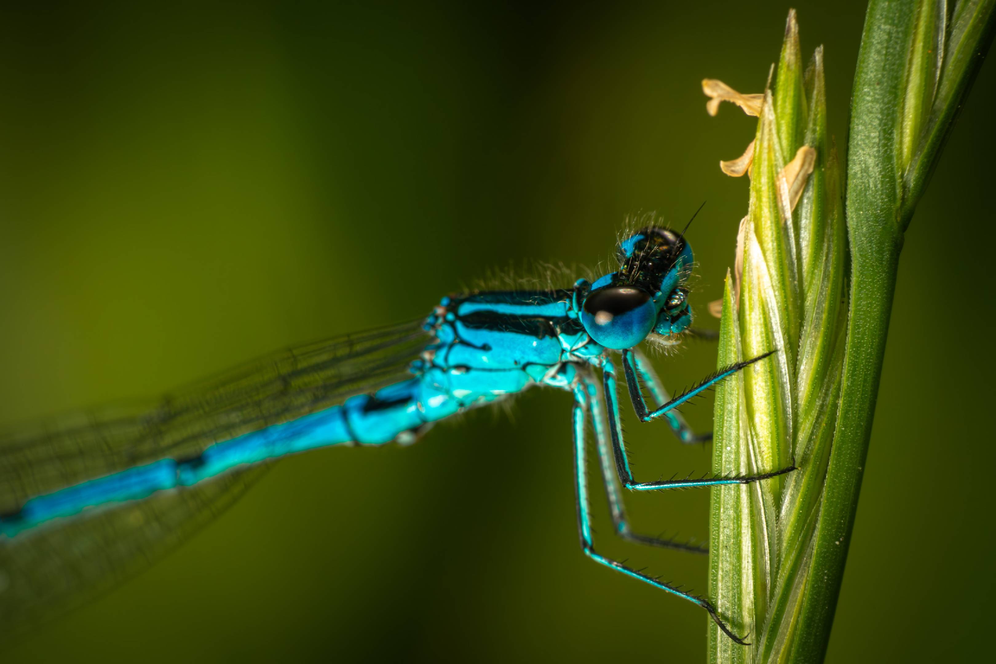 Southern Damselfly | Southern Damselfly