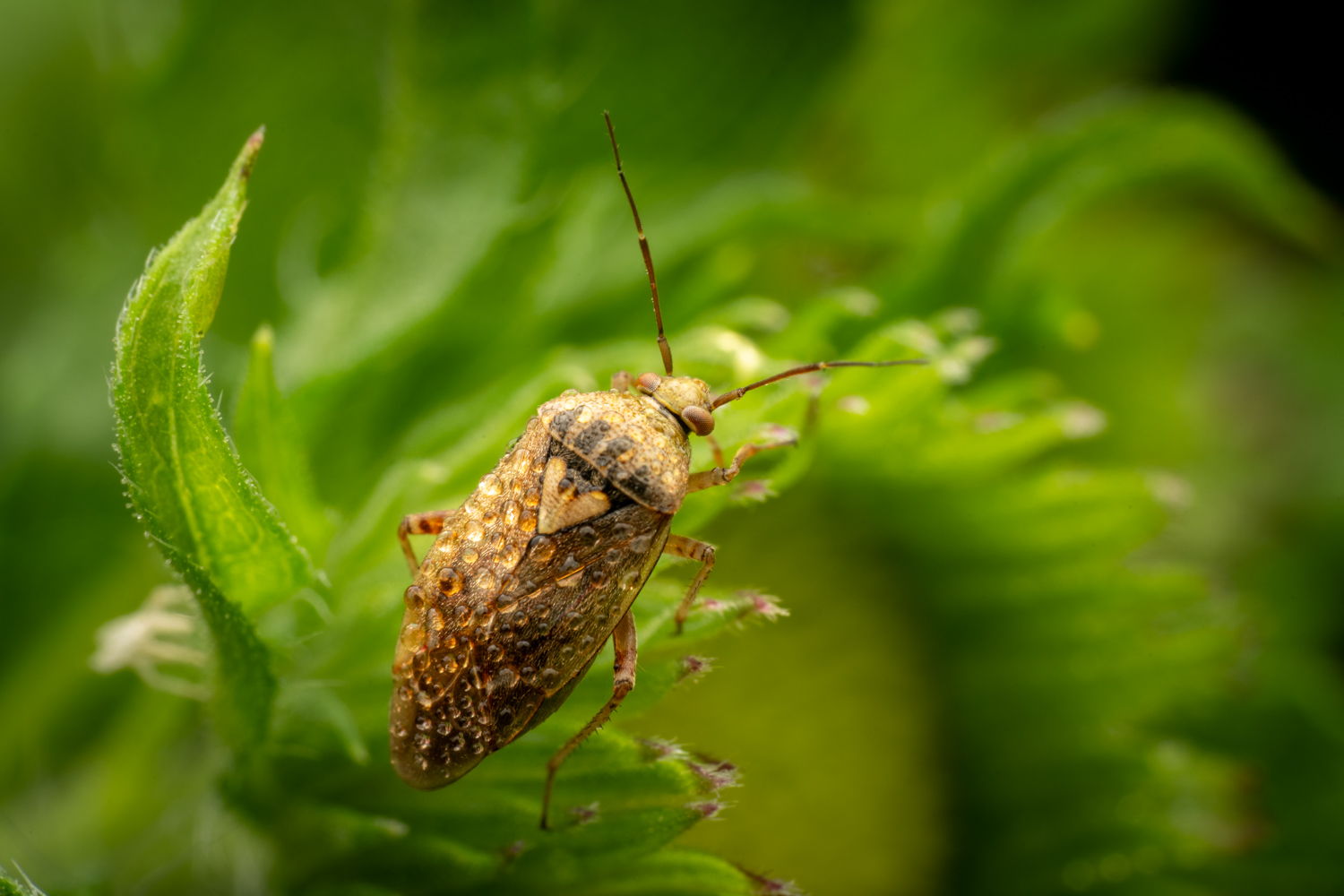 Gemeine Wiesenwanze