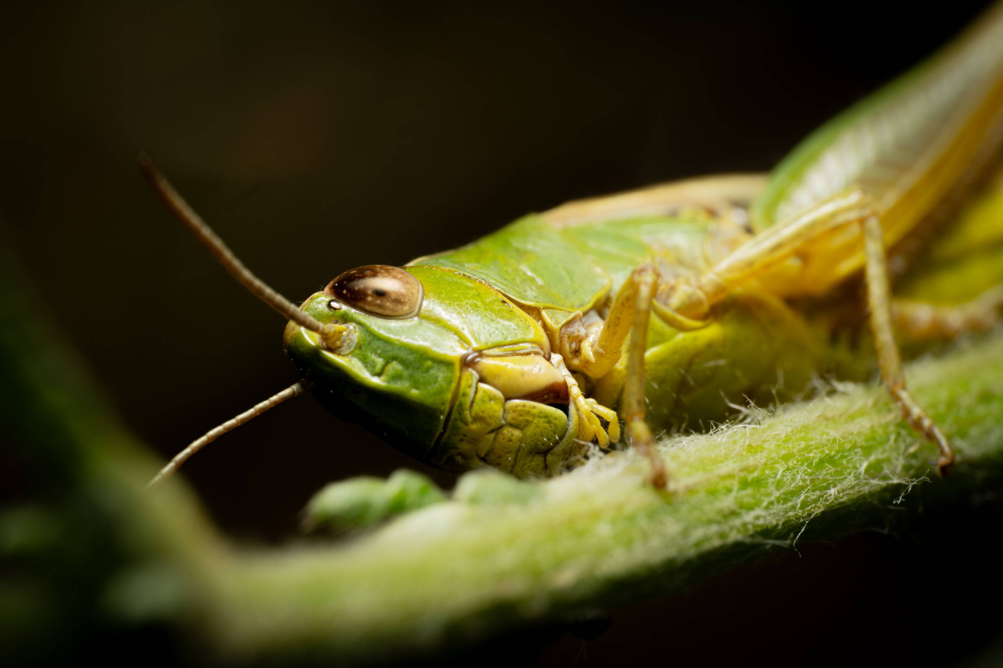 Great Green Bush-cricket | Great Green Bush-cricket