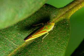 Rhododendron Leafhopper