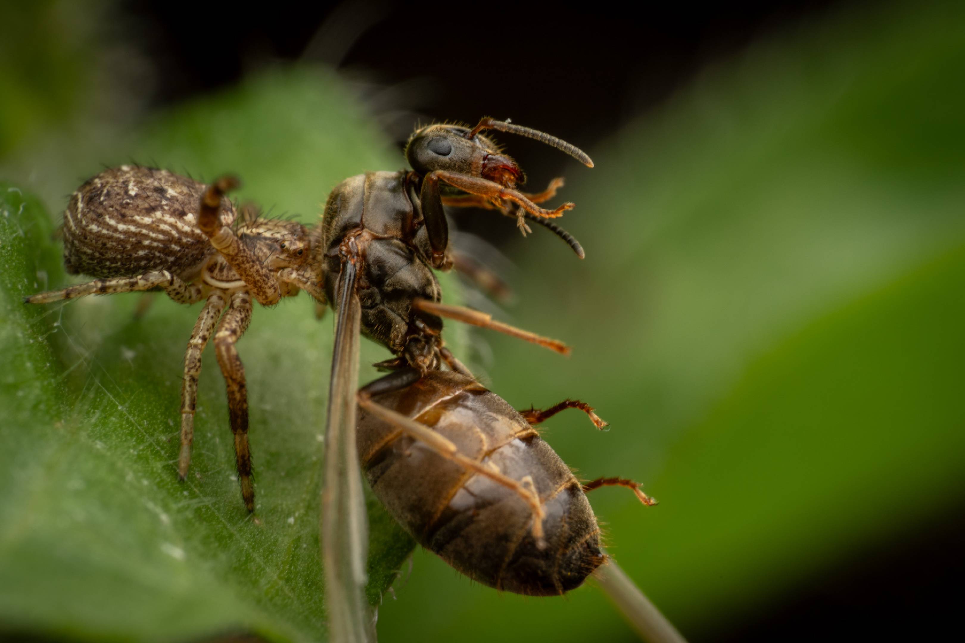Xysticus kochi | Xysticus kochi