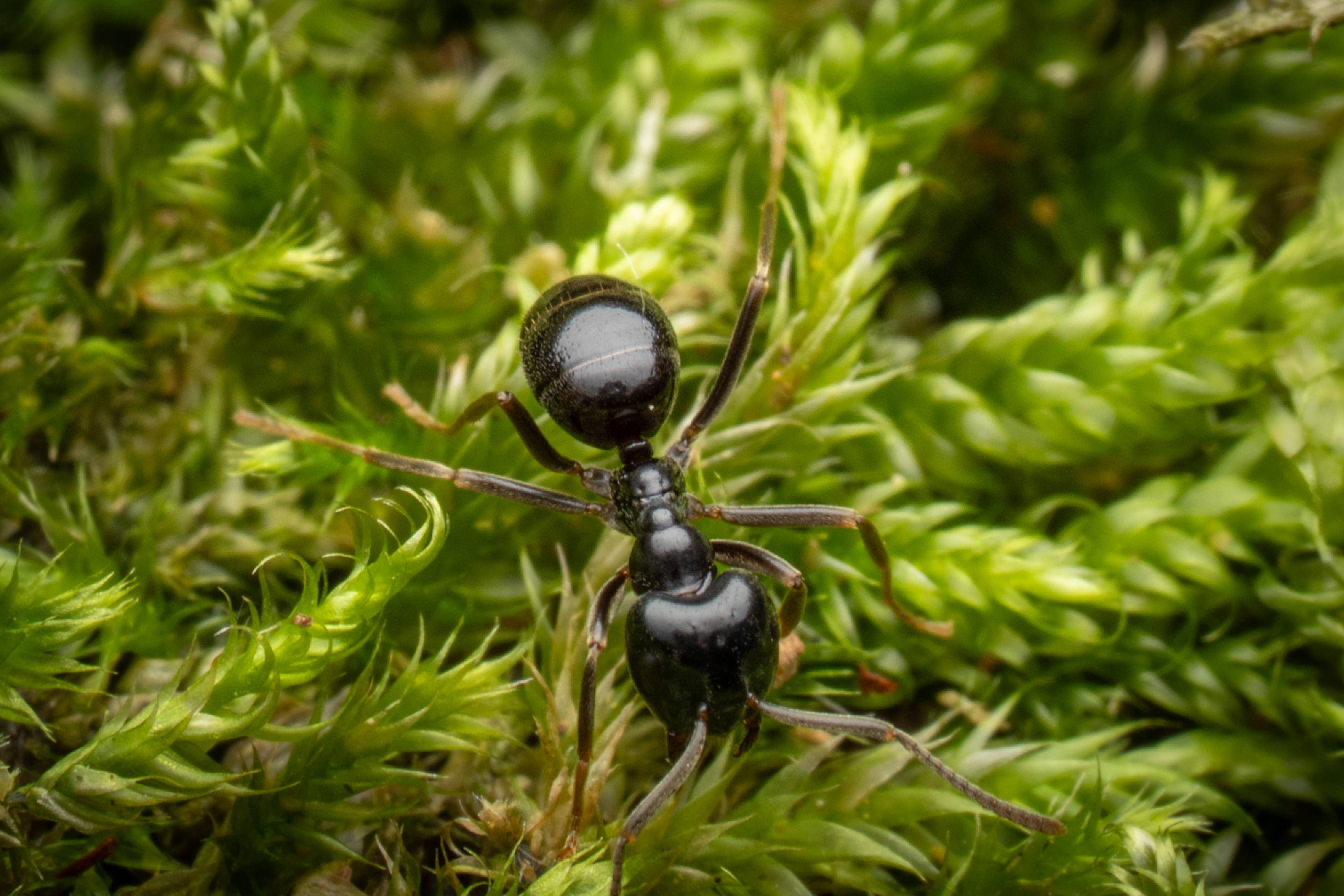 Black Garden Ant | Black Garden Ant