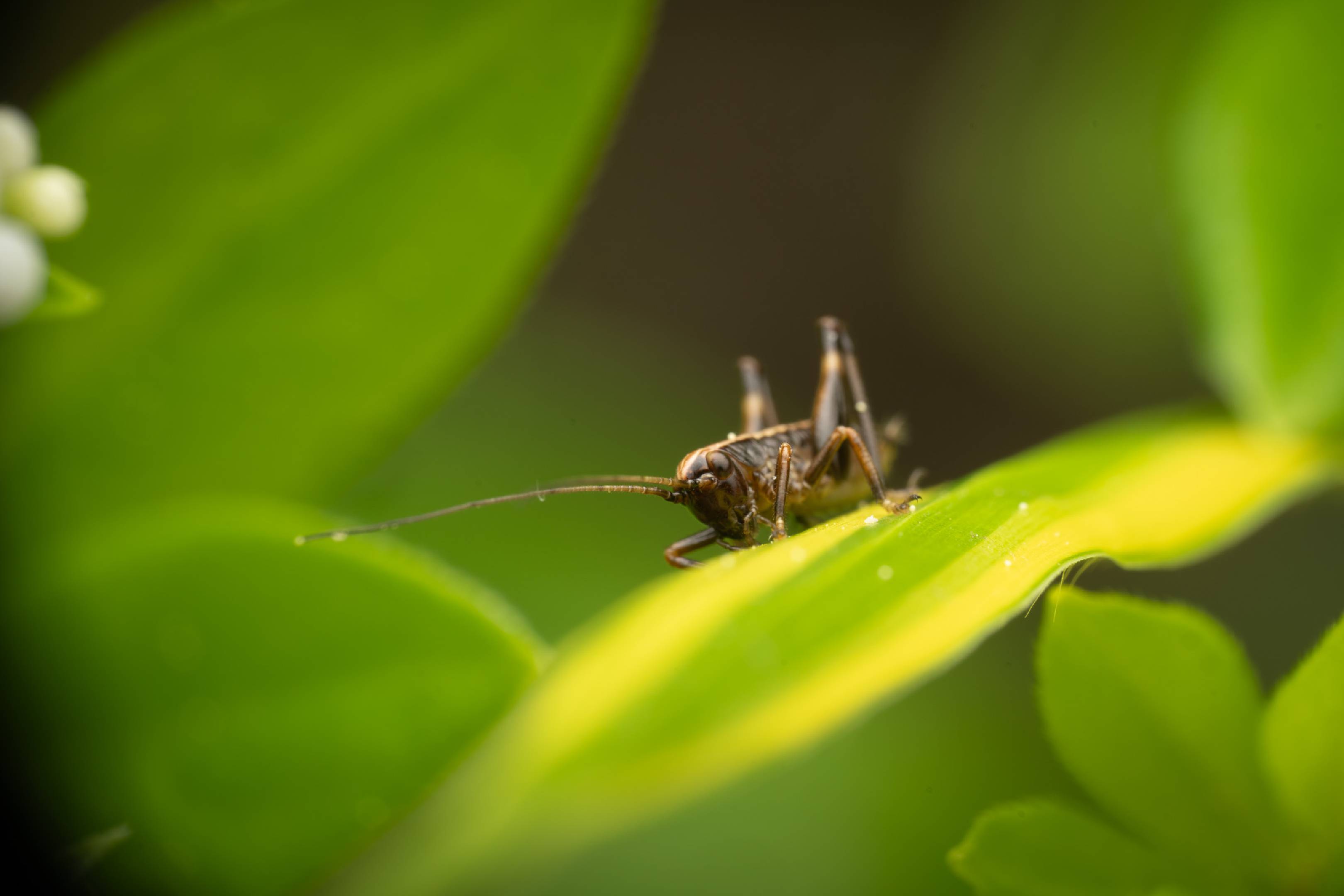 Dark Bush-cricket
