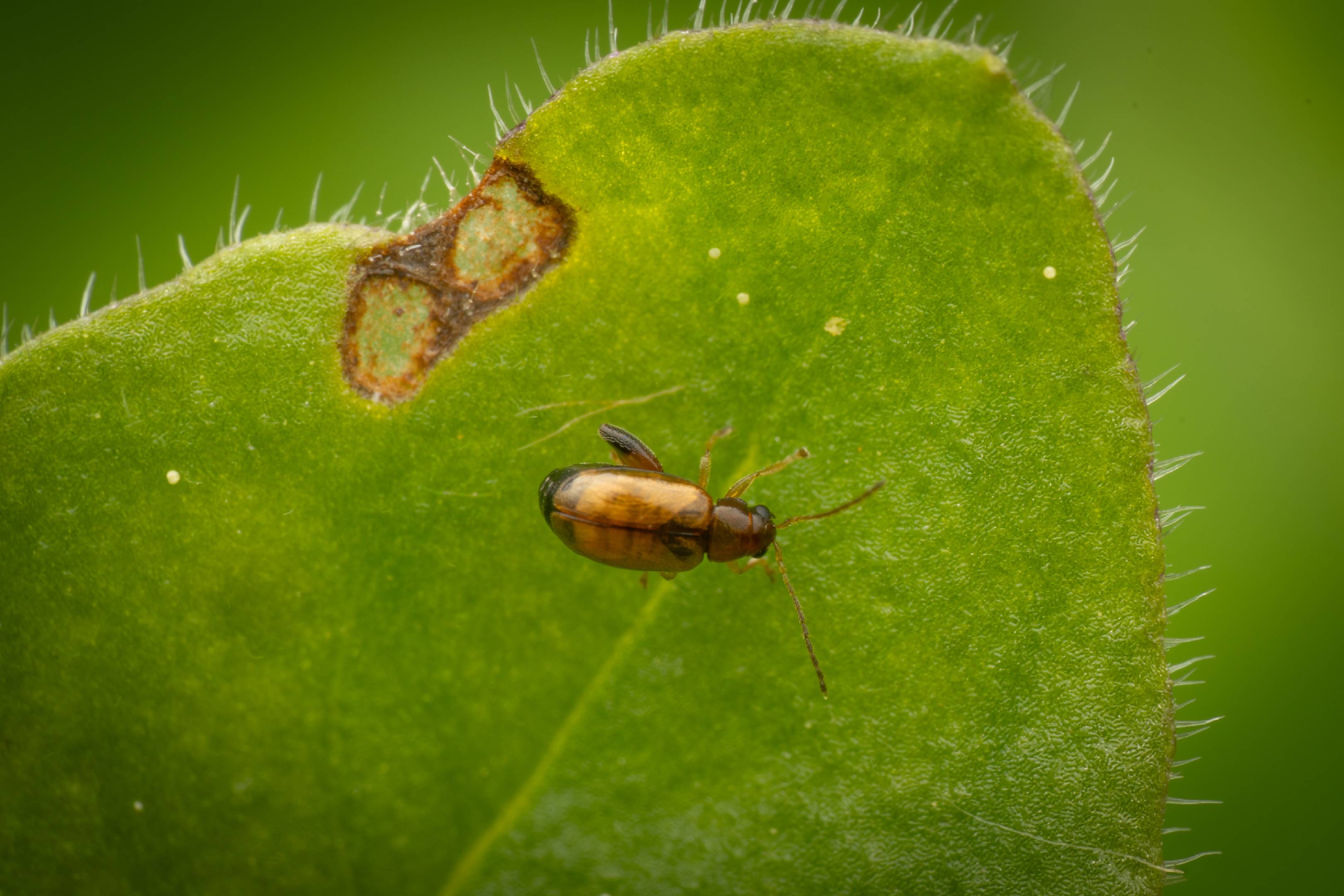 Luperaltica | Luperaltica