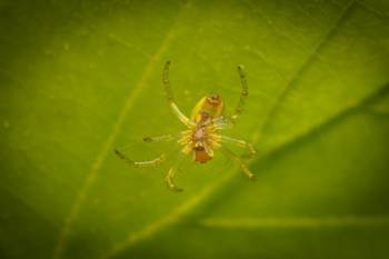 Cucumber Green Spider
