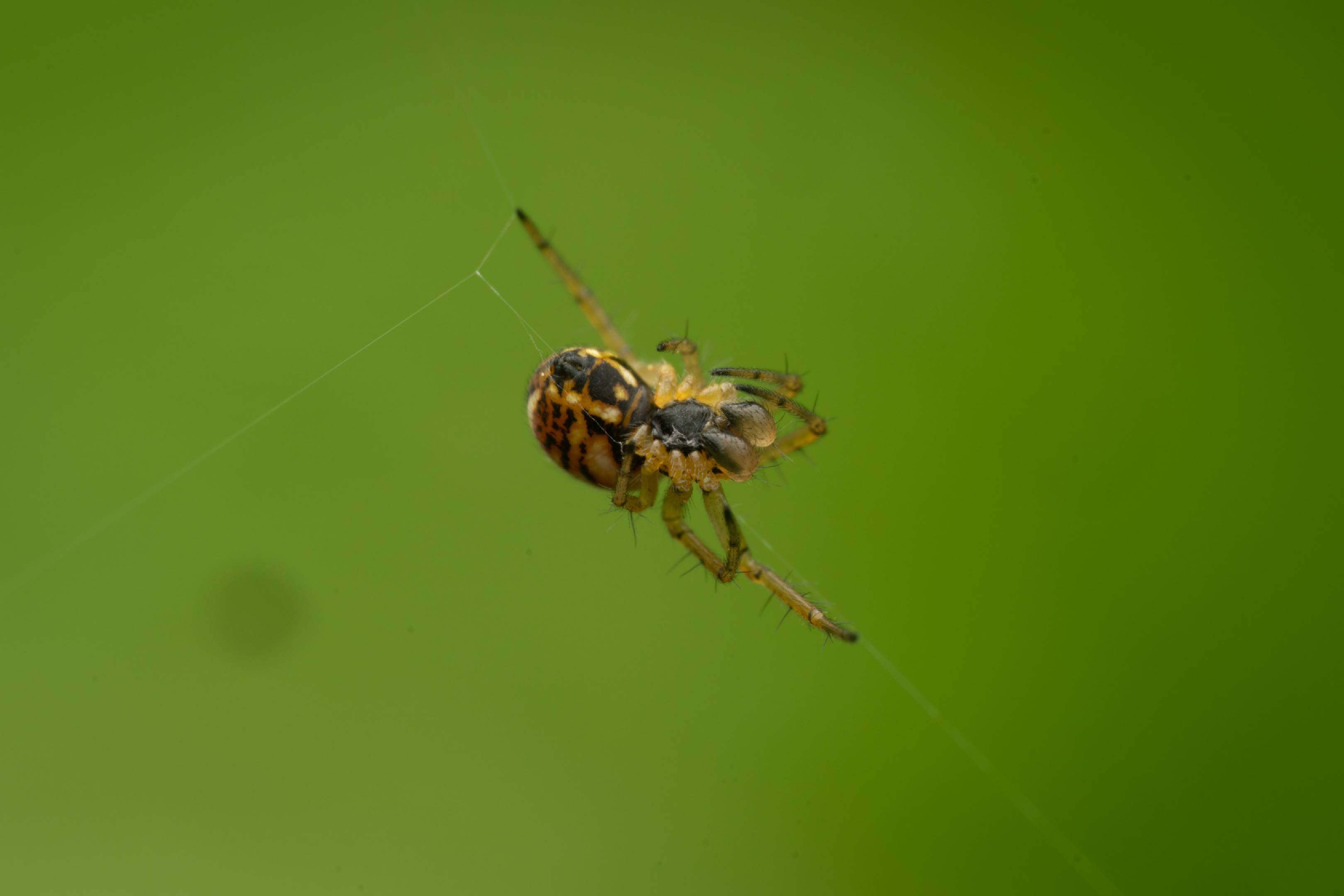 Cricket-bat Orbweaver | Cricket-bat Orbweaver