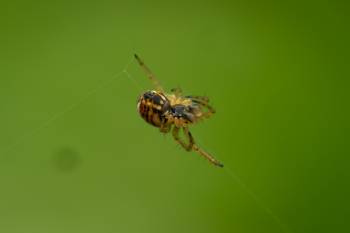 Cricket-bat Orbweaver