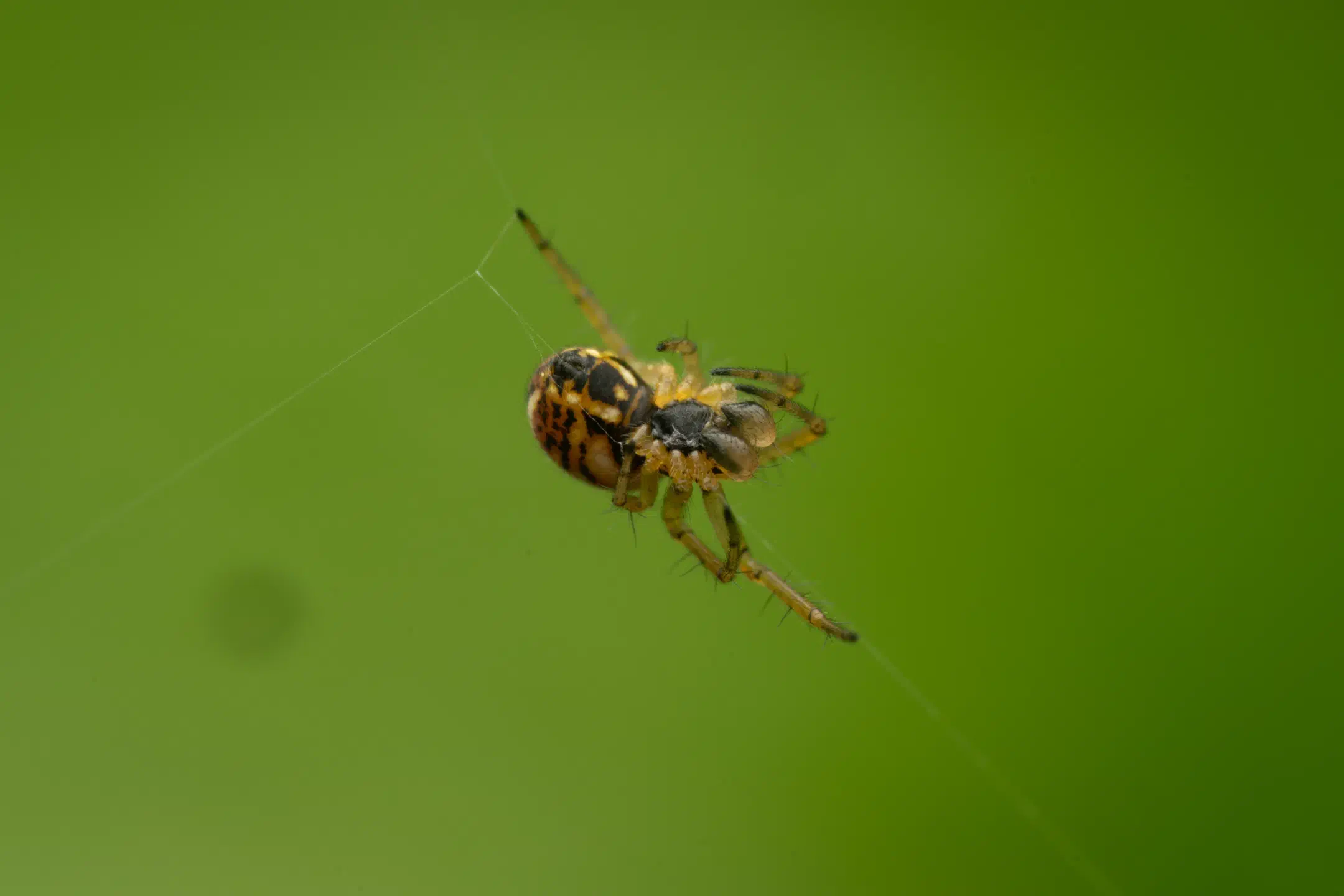 Cricket-bat Orbweaver