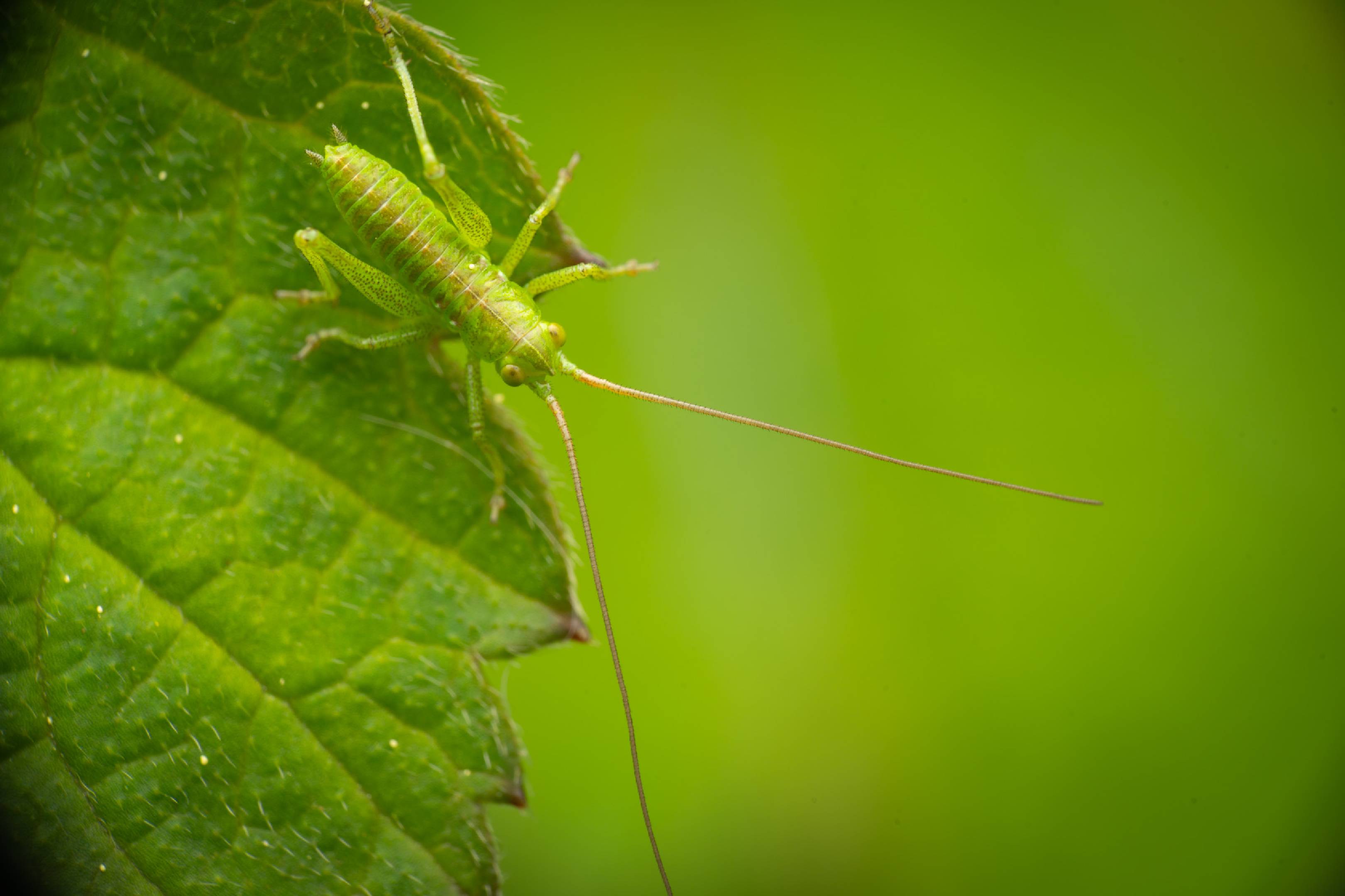Tettigonia | Tettigonia