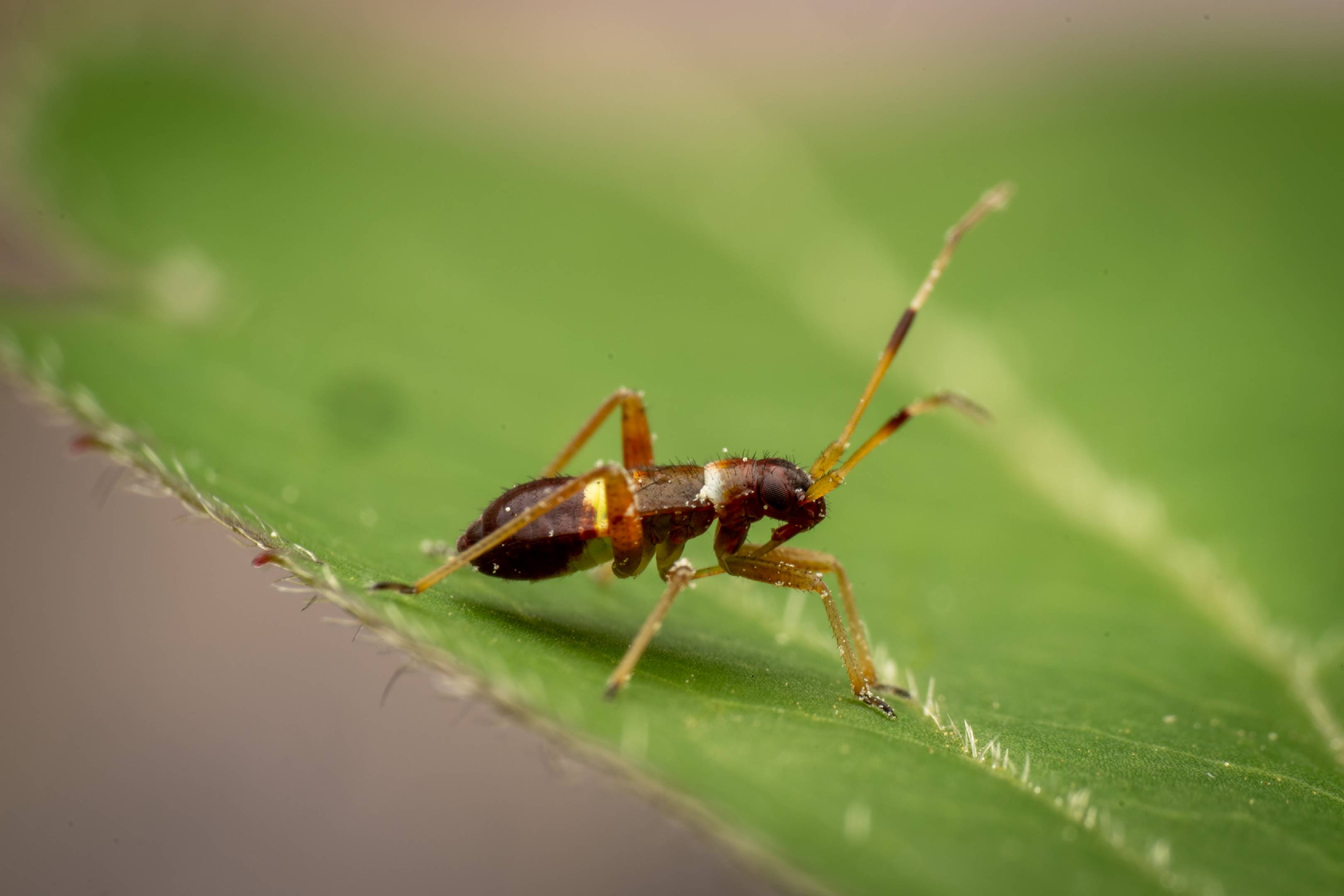 Closterotomus biclavatus