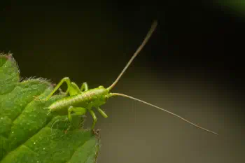 Tettigonia