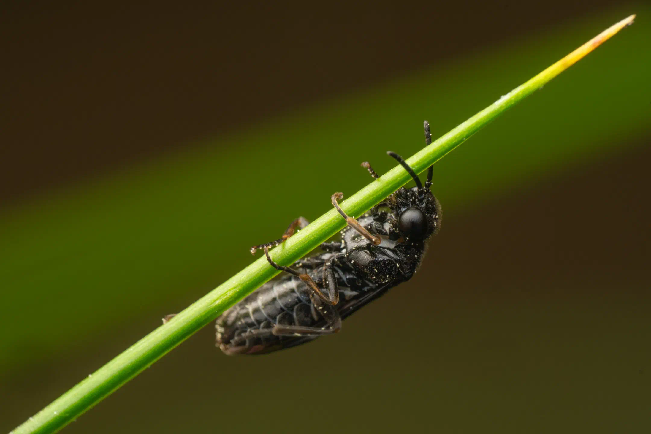 Cherry Slug Sawfly