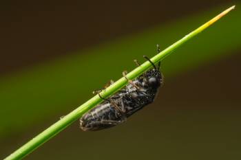 Cherry Slug Sawfly