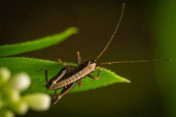 Dark Bush-cricket