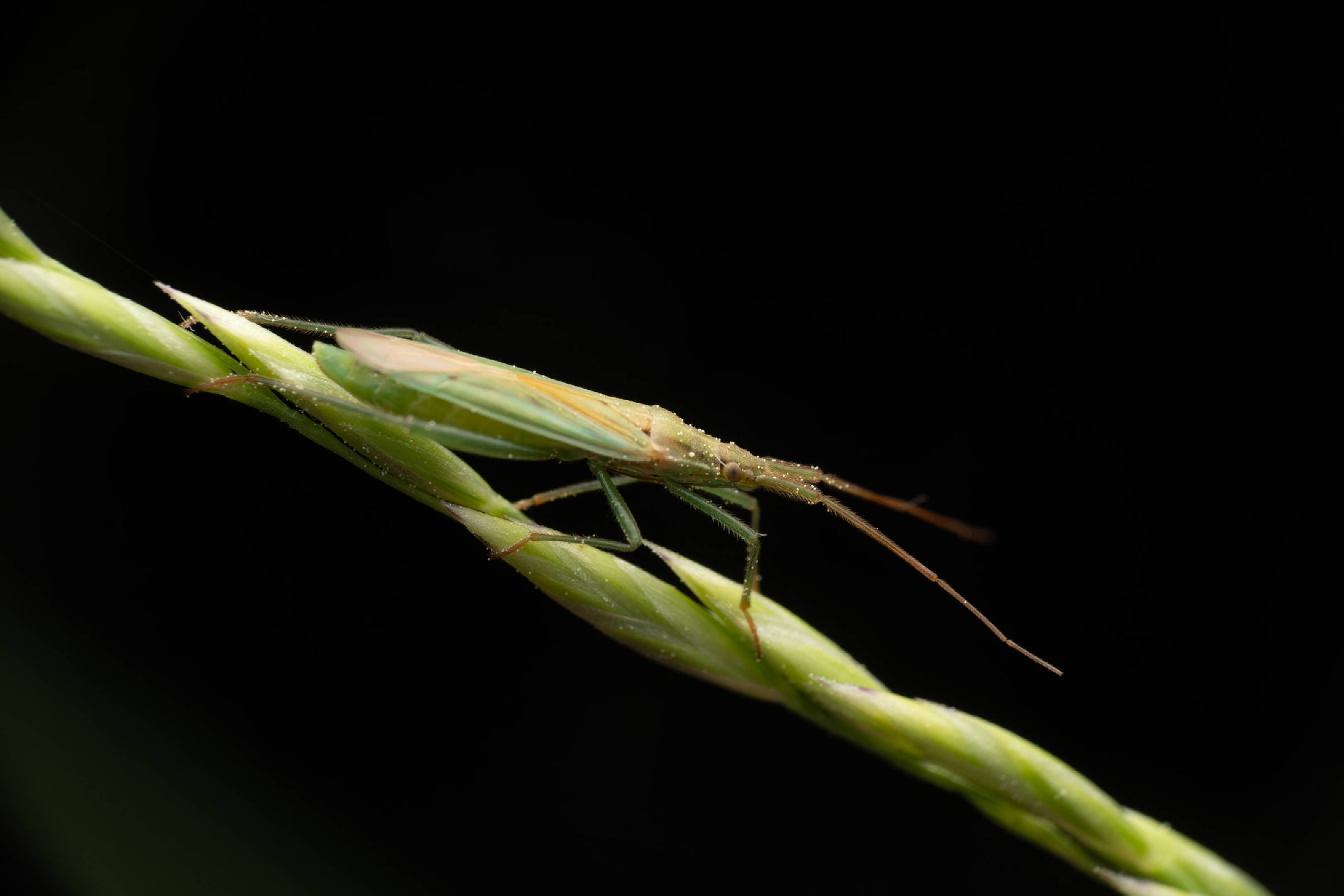 Megaloceroea recticornis