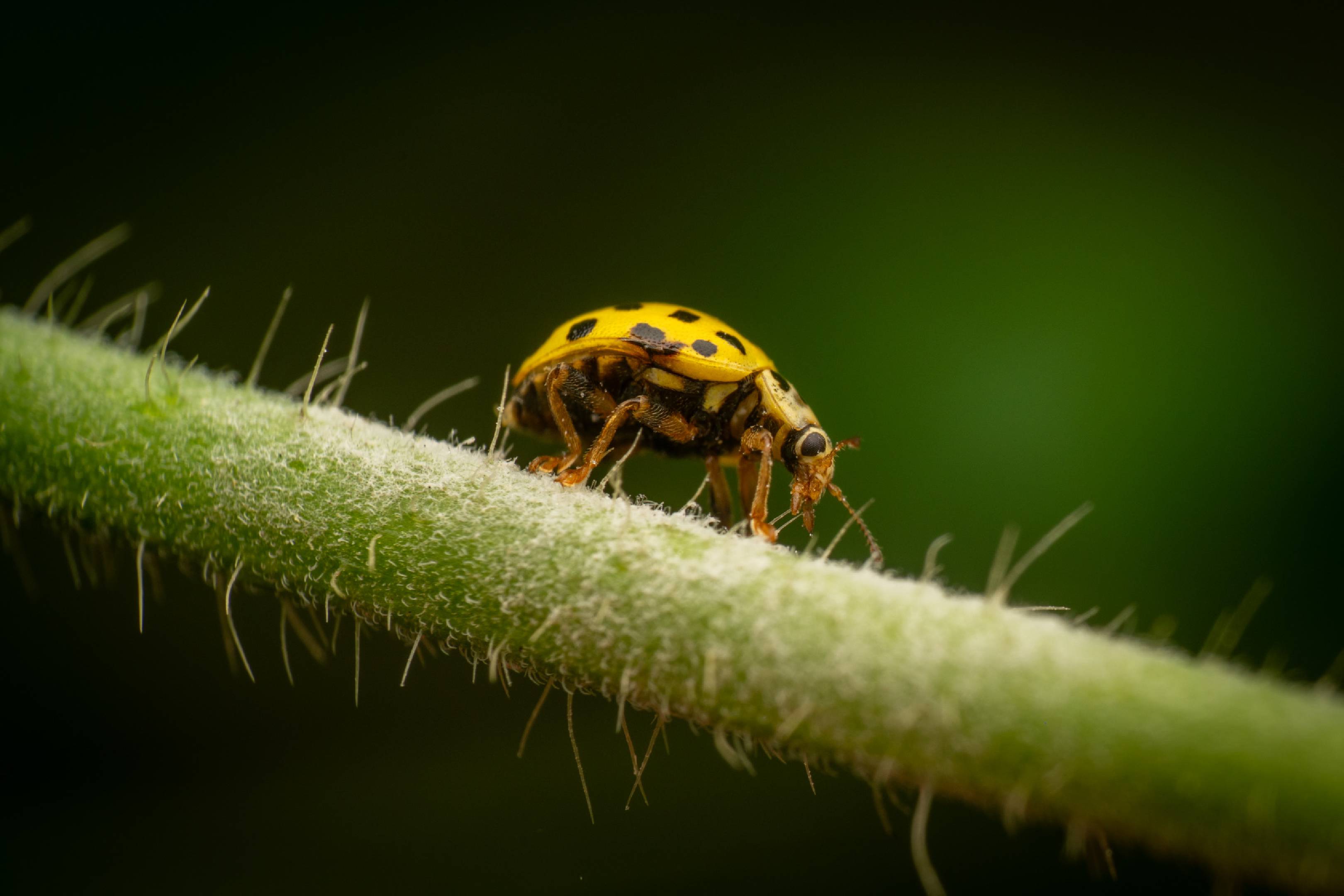 22-spot Ladybird