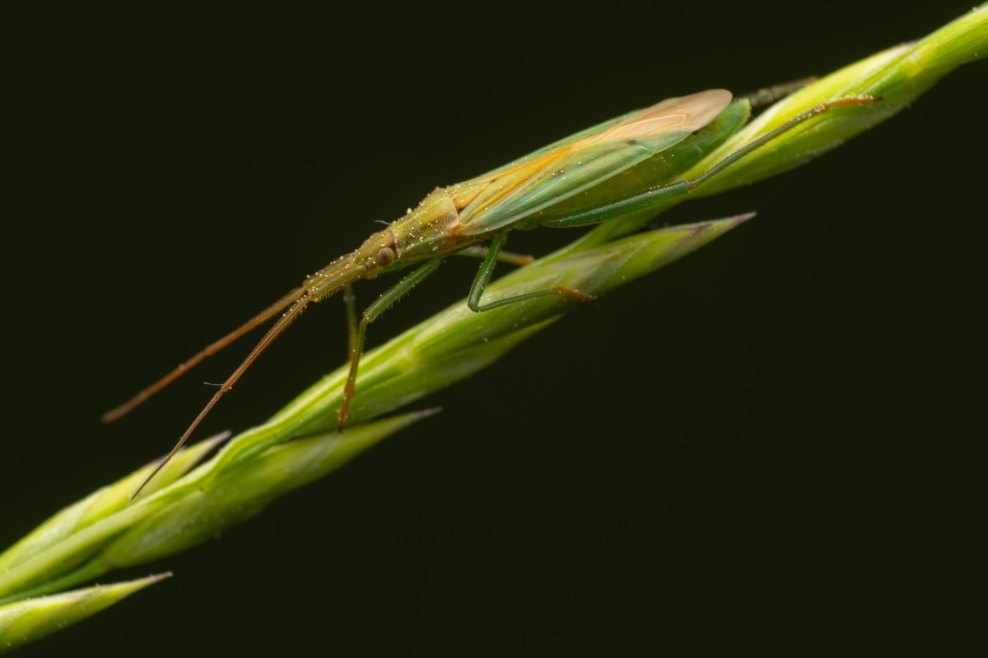 Megaloceroea recticornis | Megaloceroea recticornis