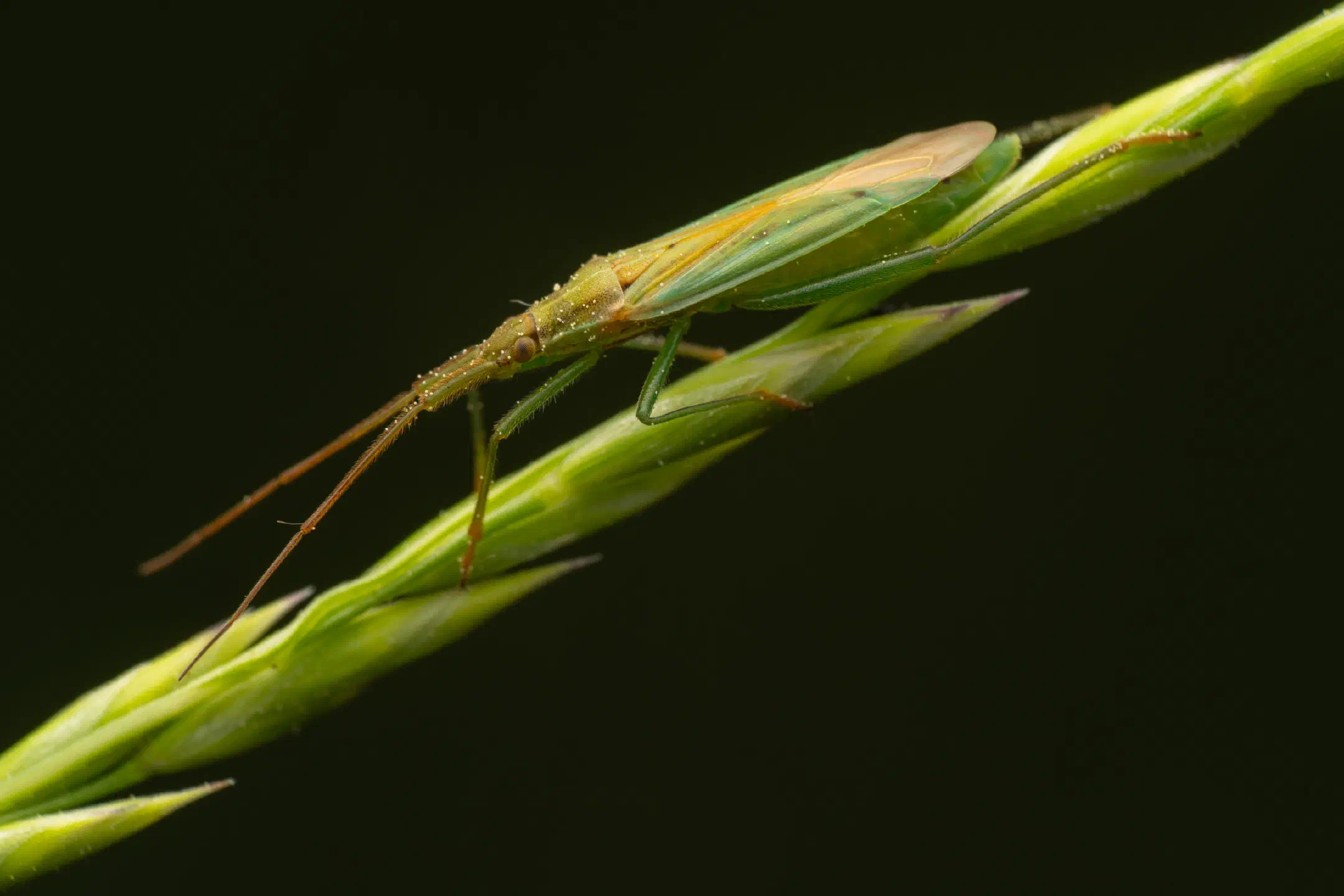 Megaloceroea recticornis