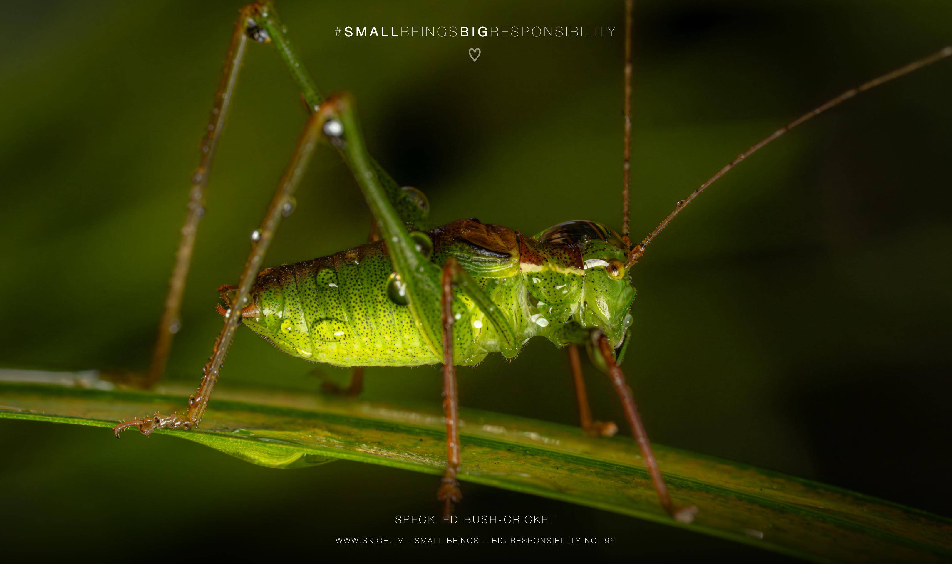 speckled bush-cricket