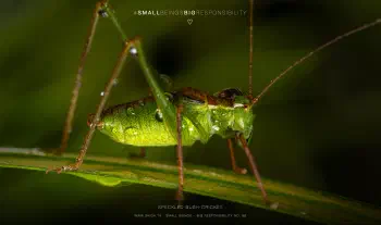 speckled bush-cricket