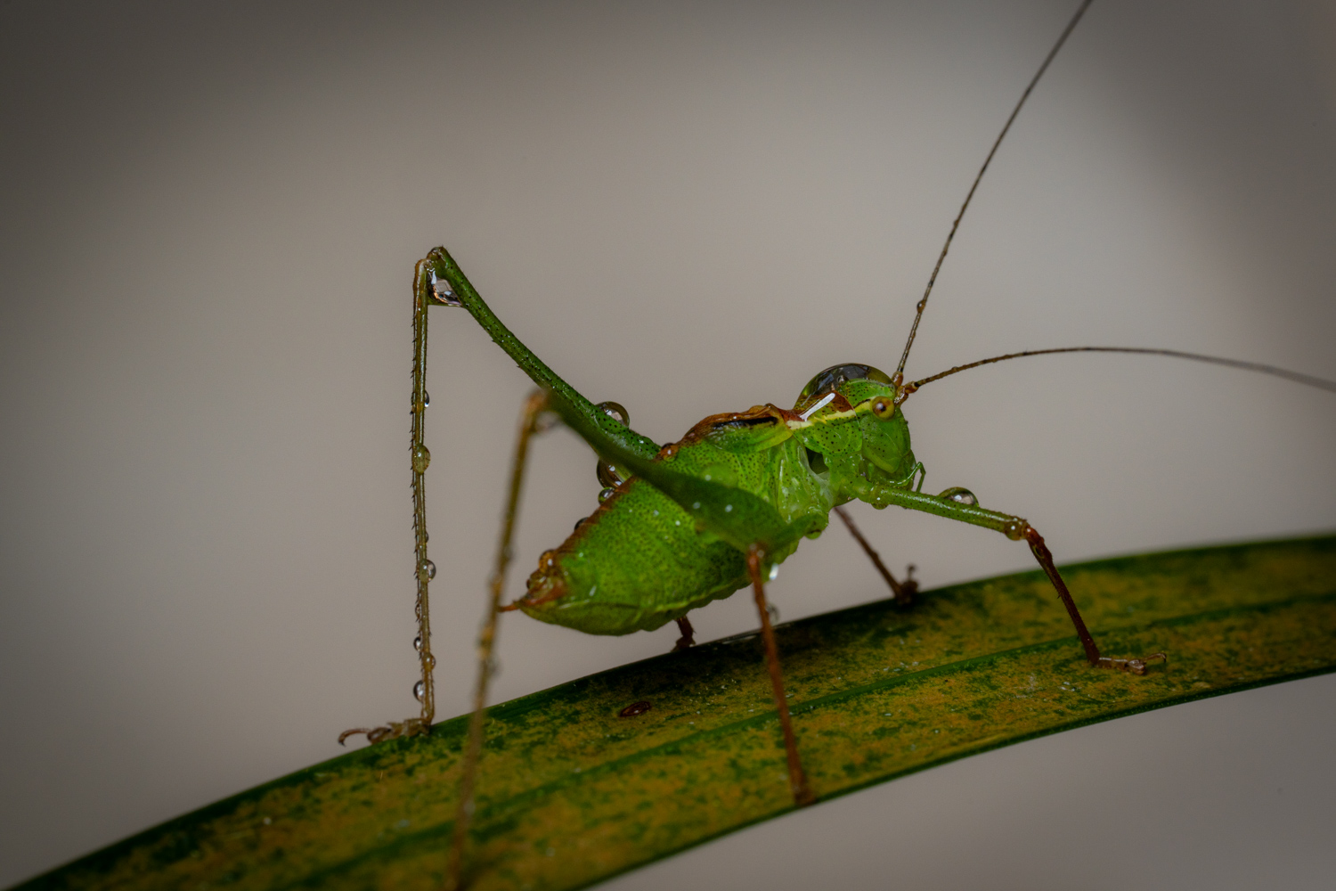 speckled bush-cricket