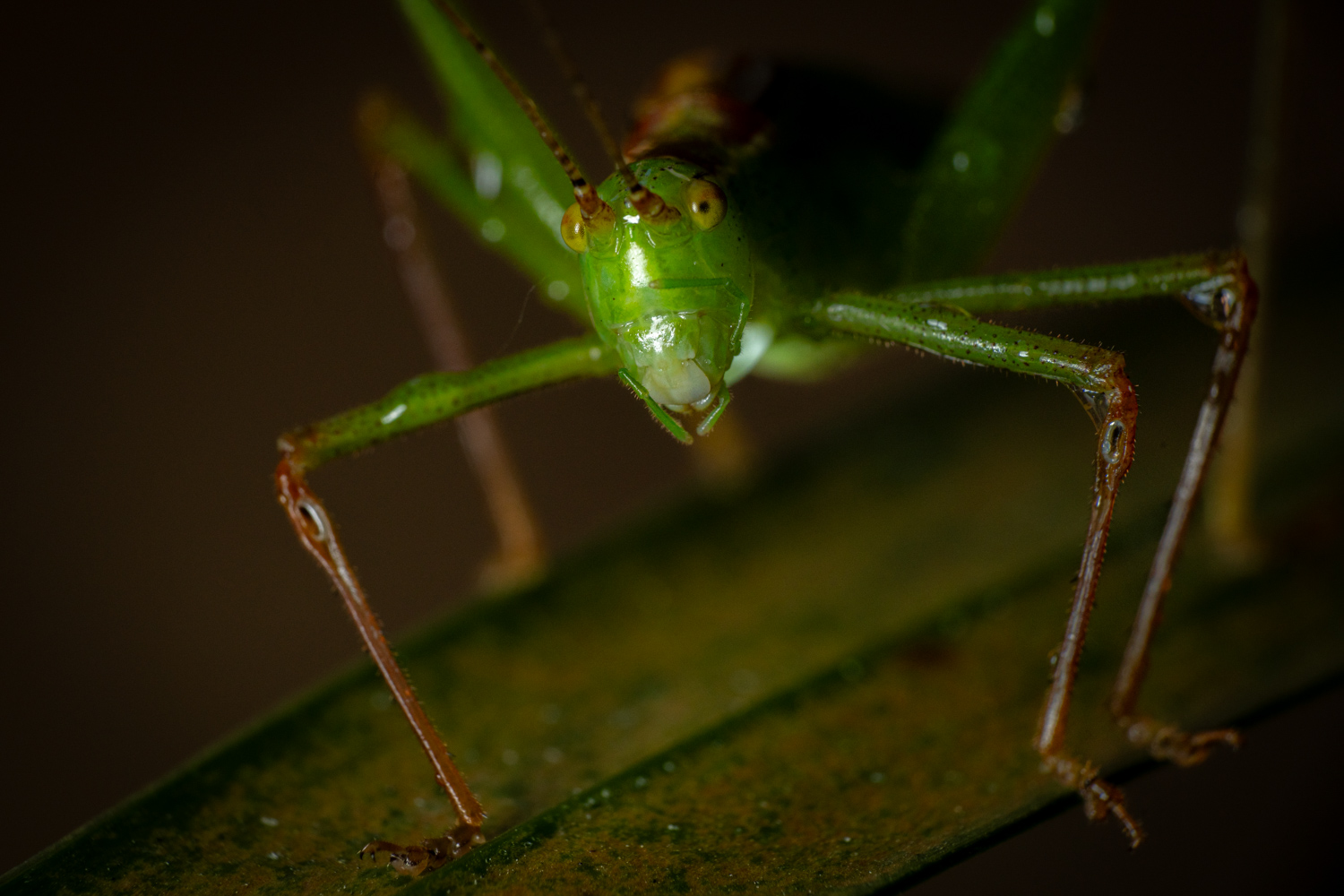 speckled bush-cricket