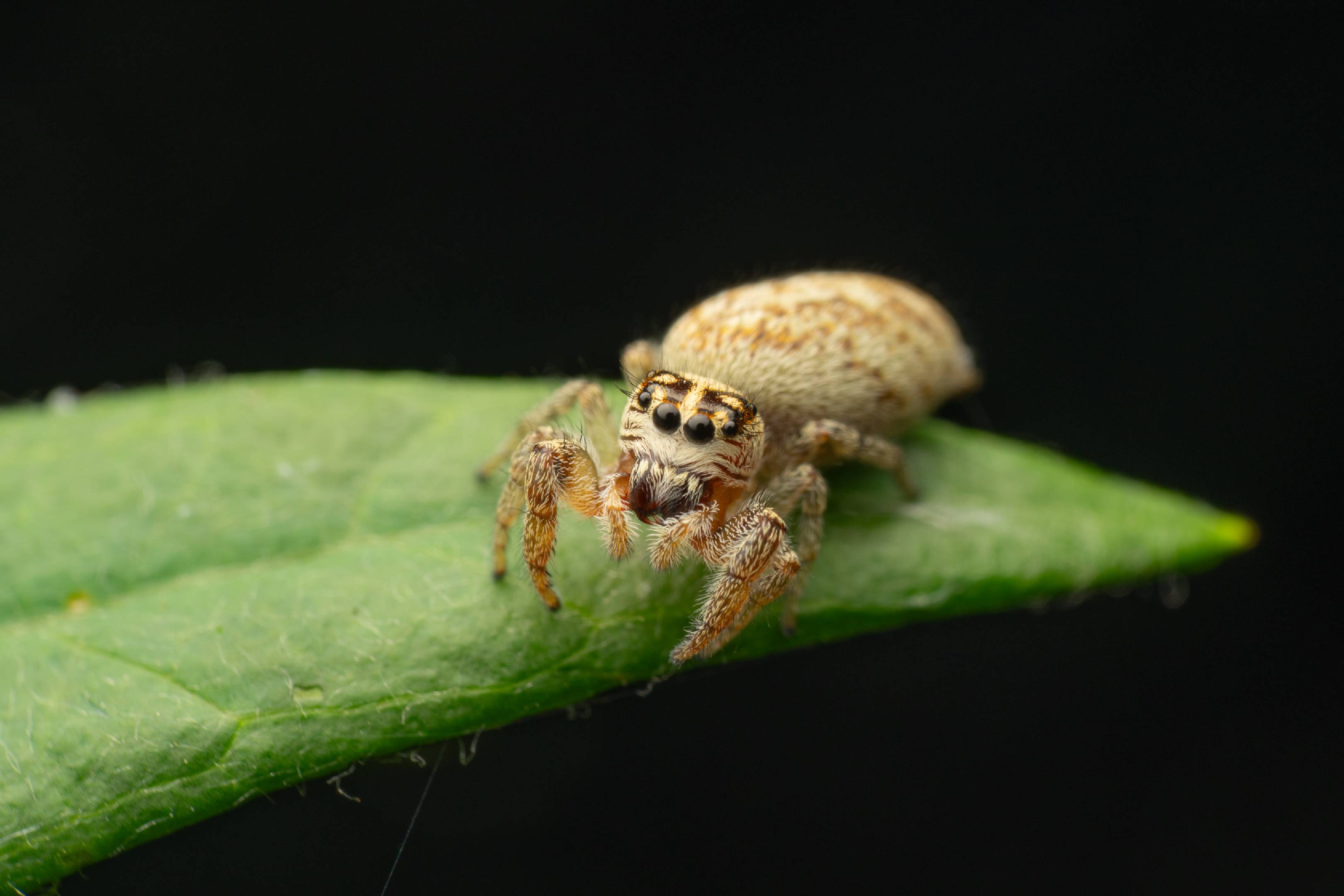 Mile End Jumping Spider | Mile End Jumping Spider