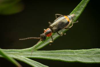 Axinotarsus pulicarius