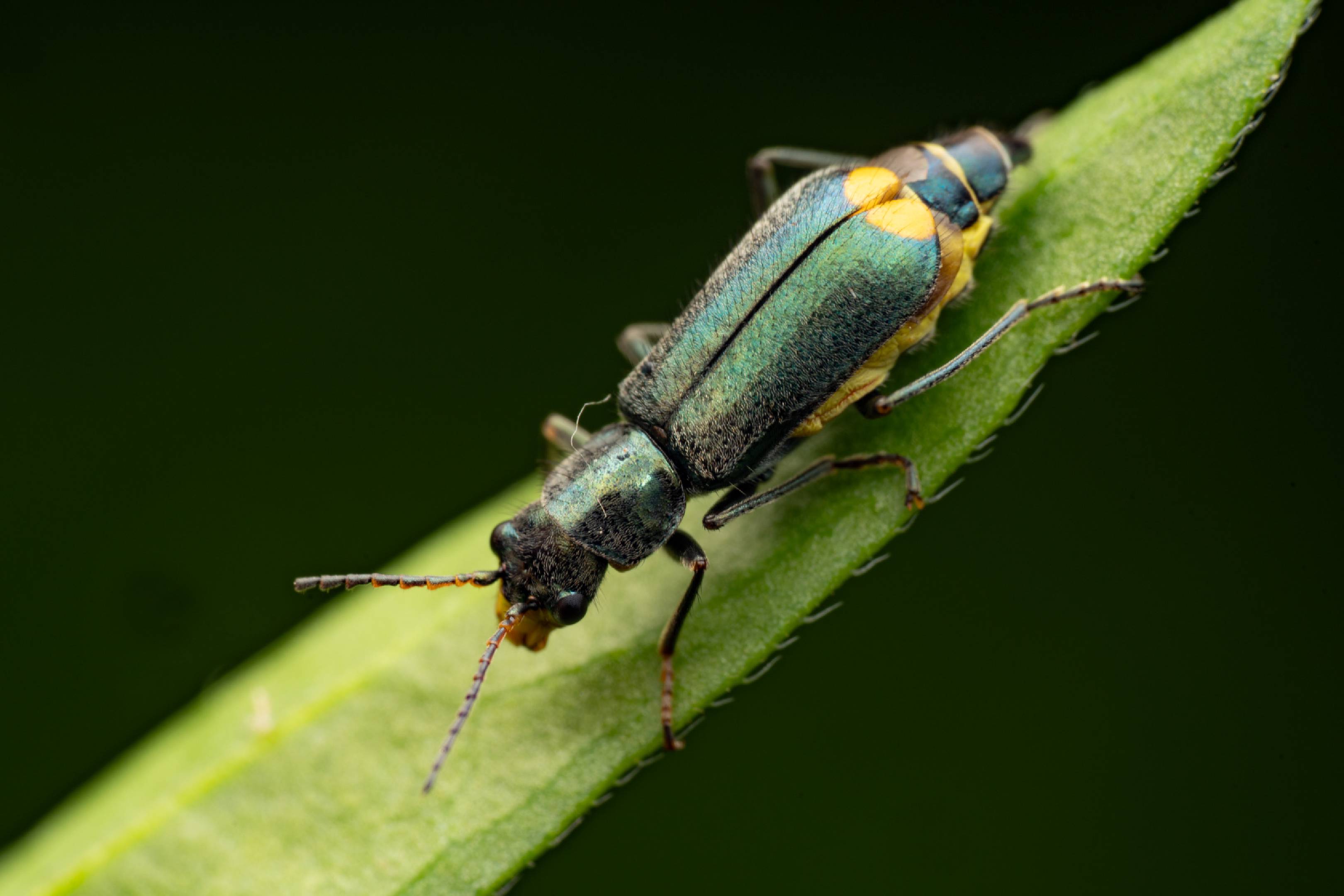 Yellow-fronted Soft-winged Flower Beetle | Yellow-fronted Soft-winged Flower Beetle