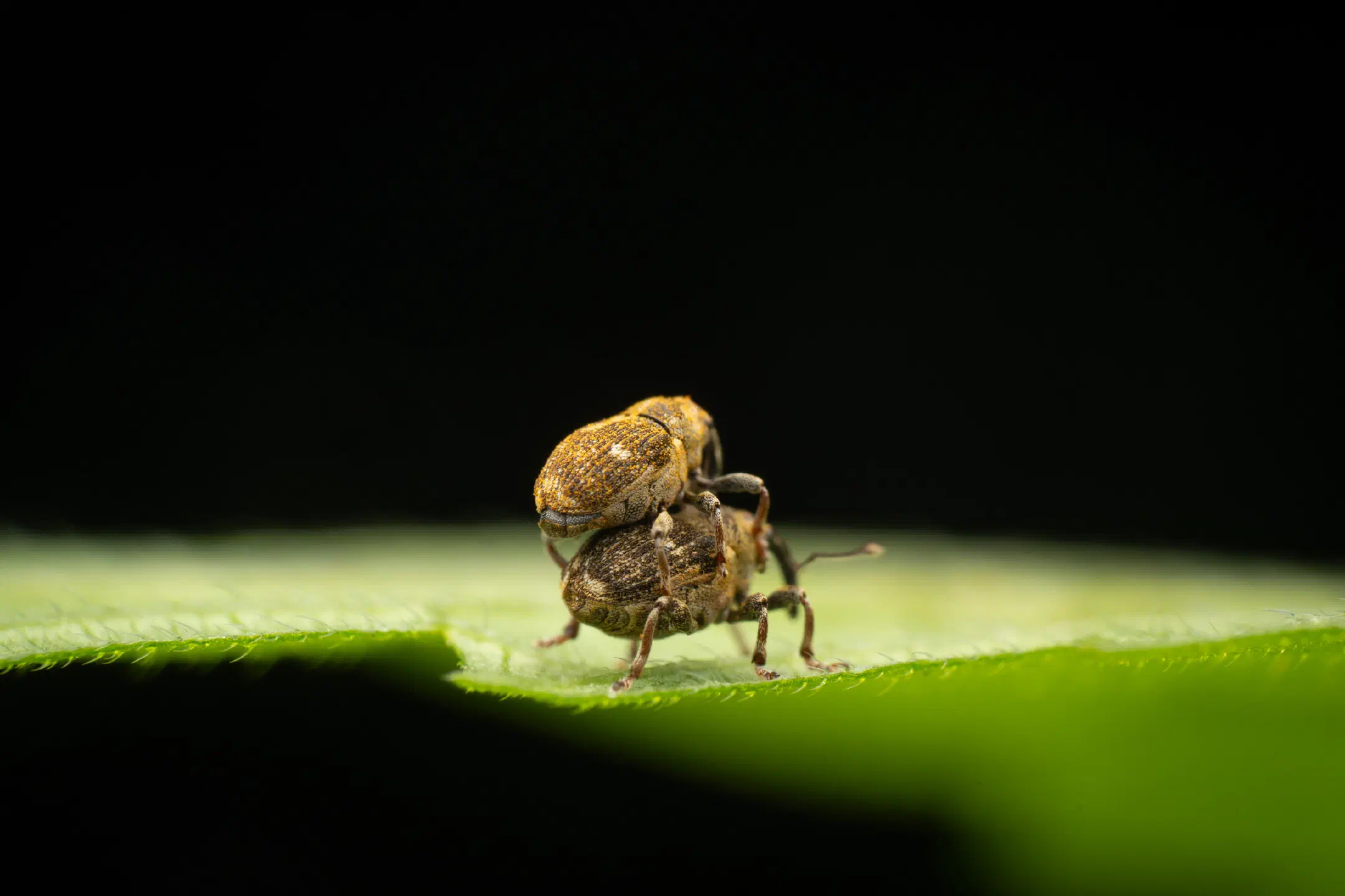 Small Nettle Weevil