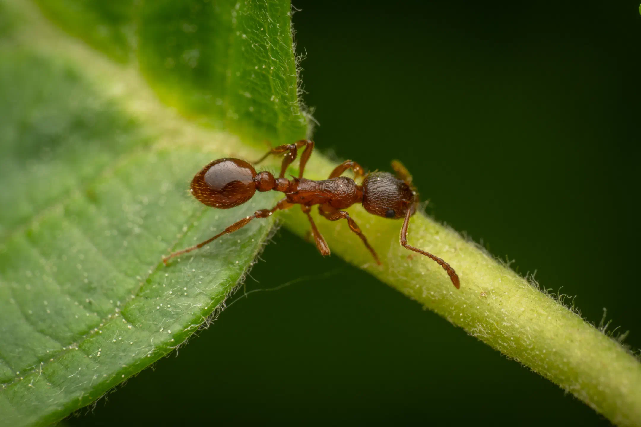 Myrmicine Ants