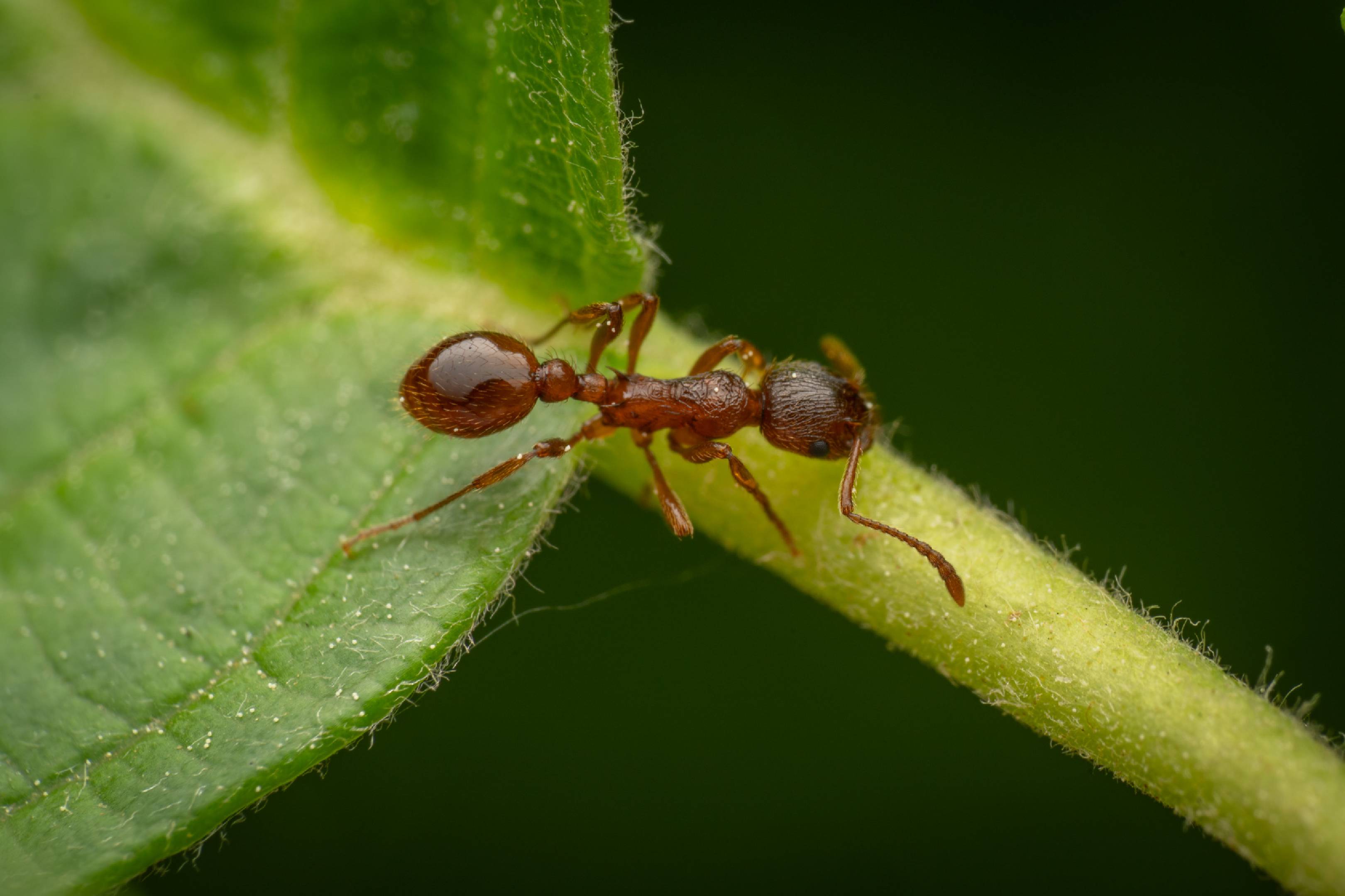 Myrmicine Ants