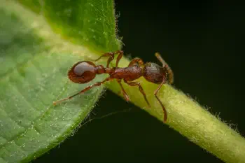 Myrmicine Ants