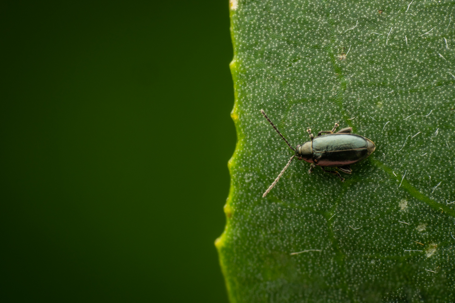 Psylliodes chalcomerus