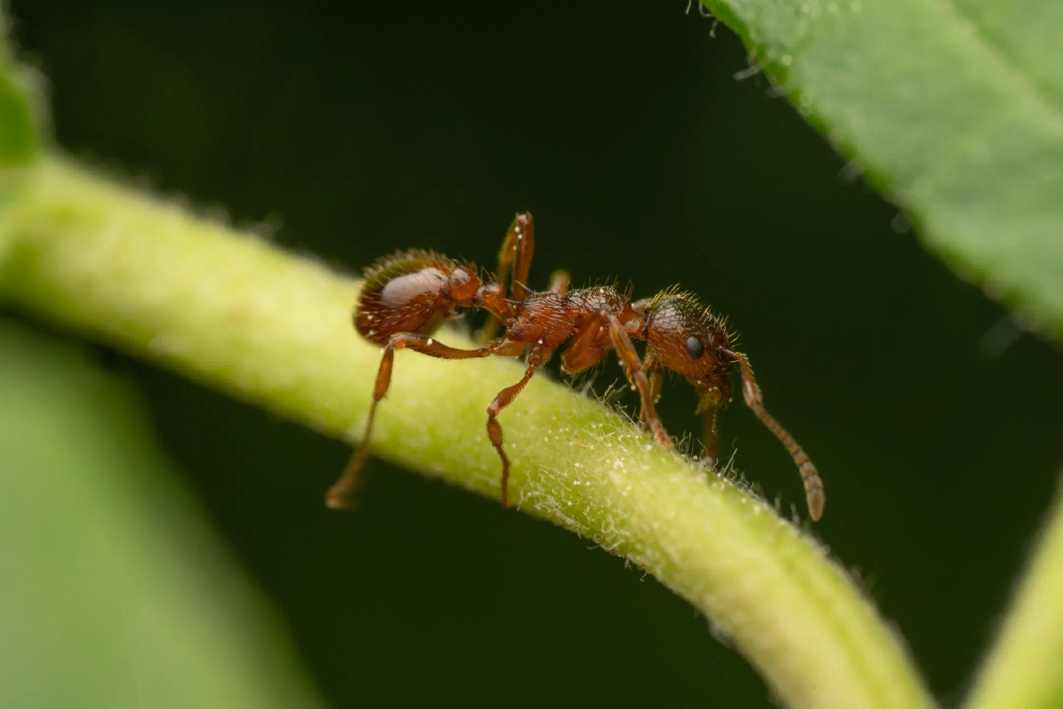 Myrmicine Ants