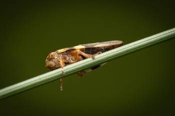 Alder Spittlebug