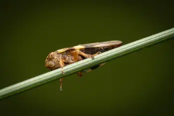 Alder Spittlebug